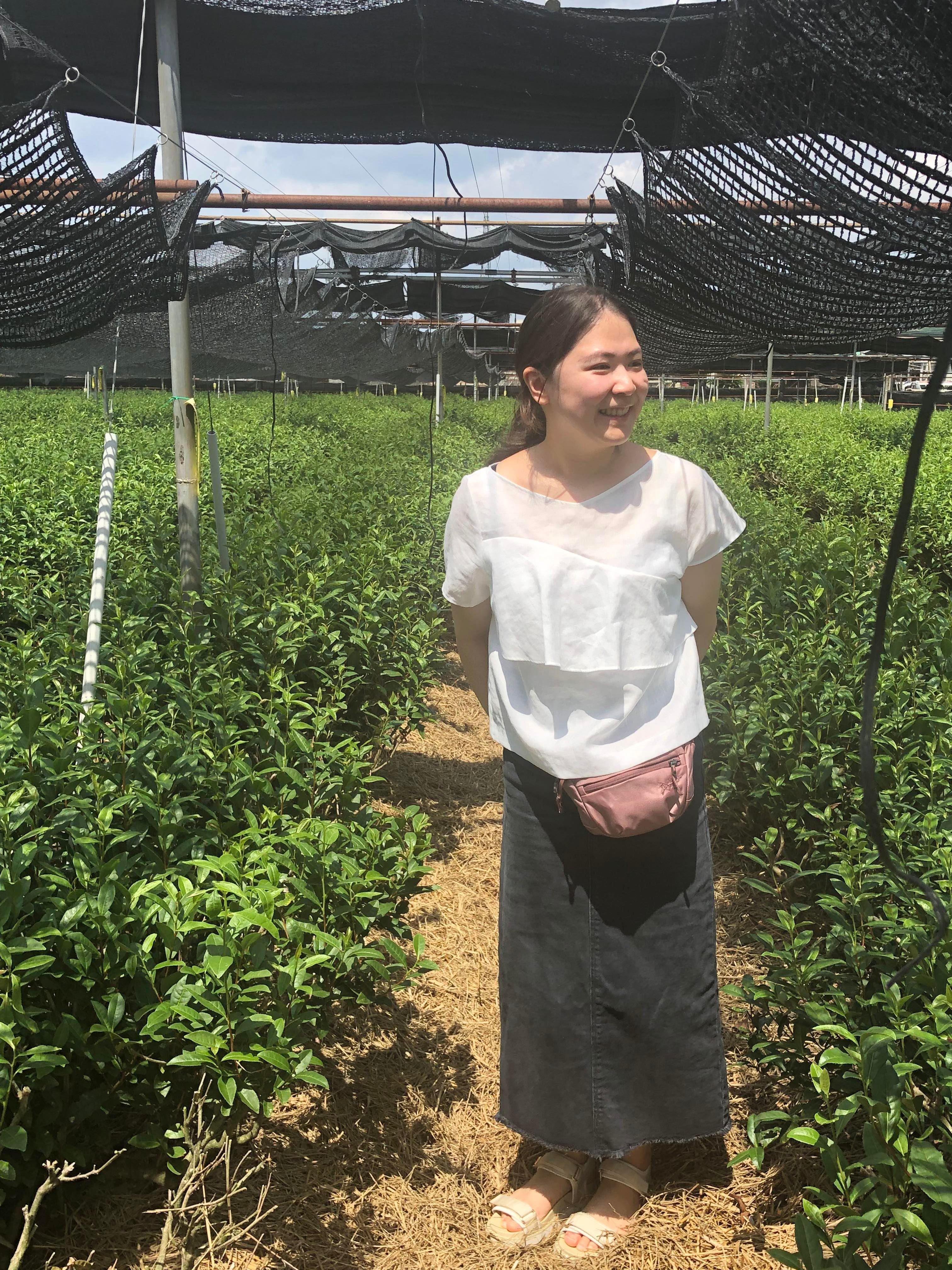 Bota Matcha Megumi in a green tea field