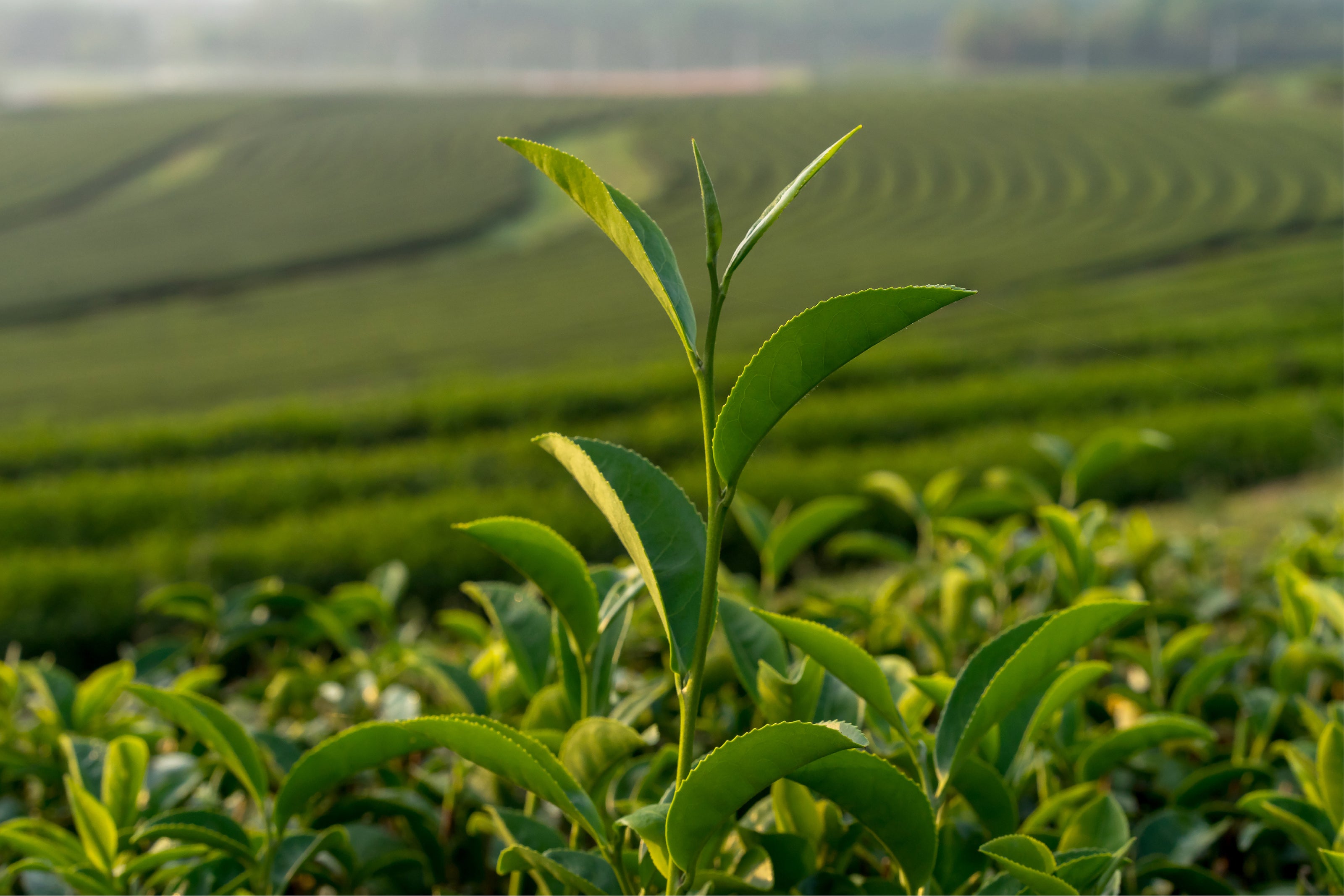 Bota Matcha Green Tea Plant